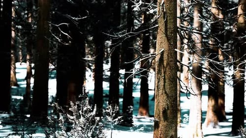 Sunset or Sunrise in the Winter Pine Forest Covered with a Snow
