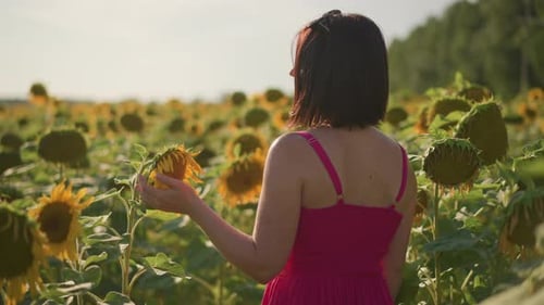 Woman Walking Among Sunflowers Touching Blooms in Field