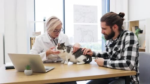 Veterinarian Examining Young Adult Man's Cat in Modern Clinic Office