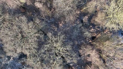 Overhead birds eye drone aerial view slow Panning shot over Trees in winter