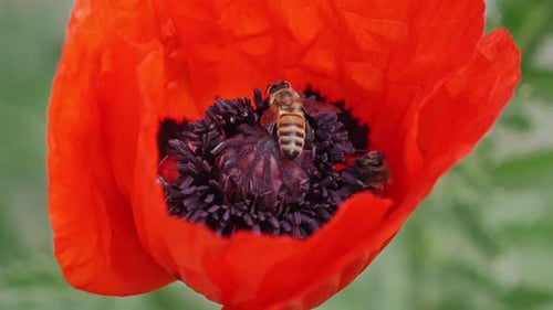 Bees, collecting pollen from a poppy flower in Wyoming