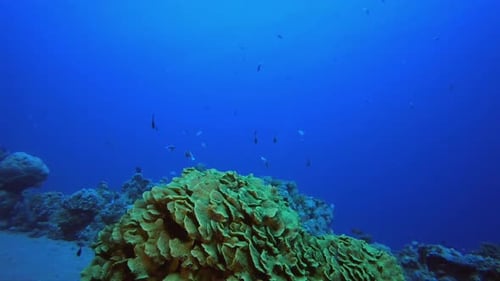 Soft-Hard Corals Colourful Fish