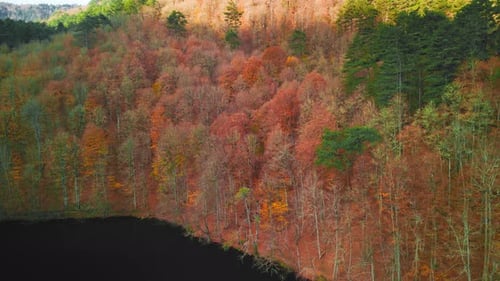 Autumn Forest 4K