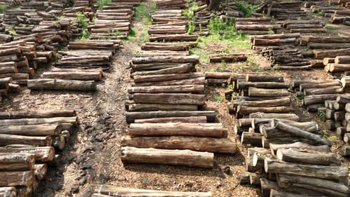 Aerial View of Logs Stacked in Rows