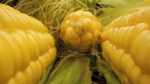 Close Up View of Fresh Corn Cob Kernels
