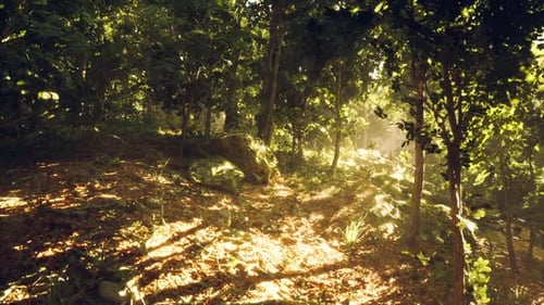Sunlight Streaming Through Dense Forest Foliage Creates a Tranquil Atmosphere