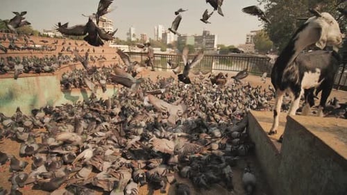 City Pigeons in Mumbai Slow Motion