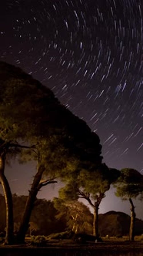 Star Trails Over Mountain with Tree Silhouettes at Night