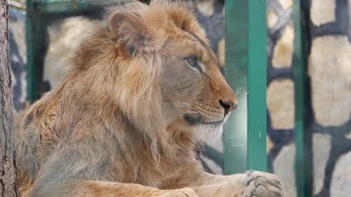 Lion Relaxing Behind Cage Bars in a Zoo