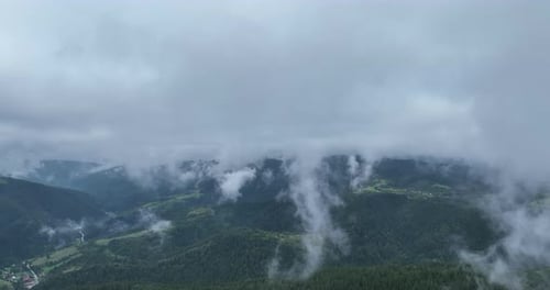 Pine Forest Fog Clouds Descending Aerial Top View Drone Video