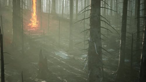 Forest Fire and Fallen Tree is Burned to the Ground with a Lot of Smoke