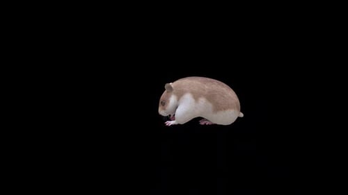 Hamster Animations Loop