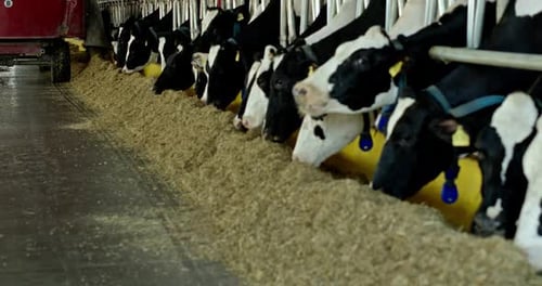 View of Special Truck Pouring Piles of Feed for Cows in Rows Eating Inside of Production Cowshed