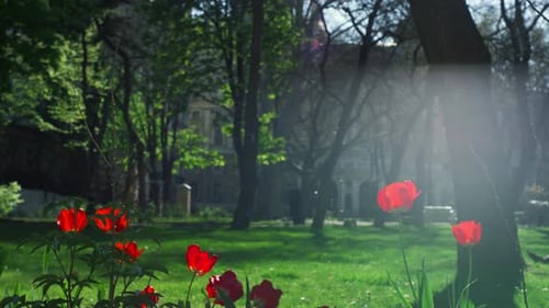 Red Flowers Growing in Botanical Garden on Sunlight Natural Calmness Urban City