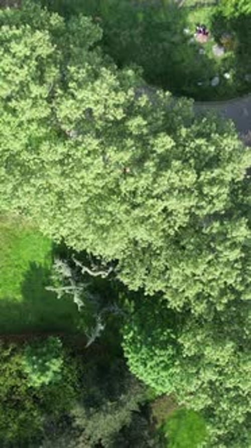 Aerial Green Dirt Road