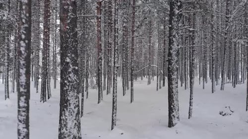Push out reveal between the tree trunks of Pine and Fir Under Snow forest - Backwards rise aerial