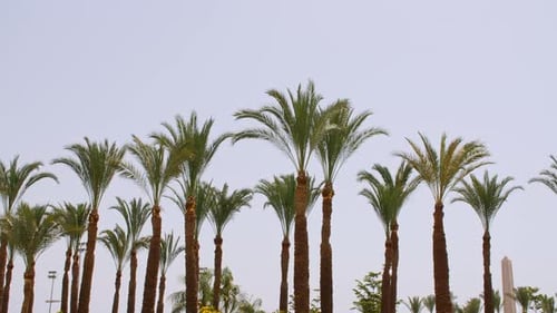 Green Palm Tree on Blue Sky Background Tropical Coconut Palm Leaf Trees at Sunlight Advertising