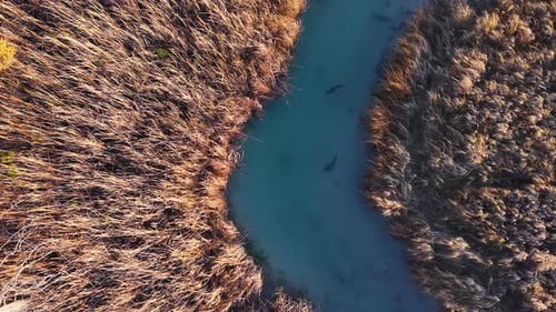 Aerial drone shot of salmon swimming upstream through a winding stream flanked by tall grass and aut