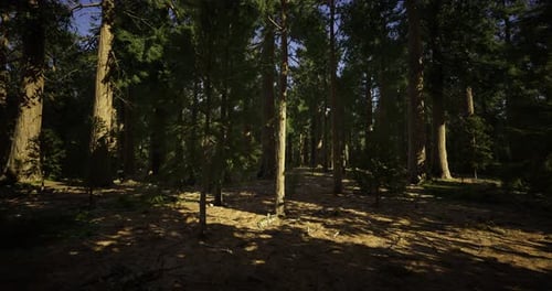 Lush Forest with Tall Trees and Dappled Sunlight Illuminating the Floor