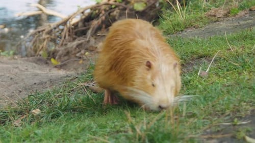 Nutria an der Küste Nutria erforscht die Vegetationsumgebung von Feuchtgebieten Nutria auf Nahrungssuche inmitten von Schilf