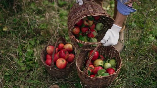 Gathering Fresh Apples into Wicker Baskets