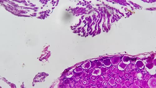 Section of Human Being Spinal Ganglia Filmed Under Light Micrograph with 200 Times Magnification