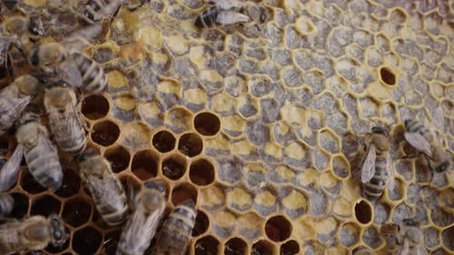 Bienenfamilie arbeitet an Honigwaben im Bienenhaus der Krainischen Honigbiene im Bienenstock