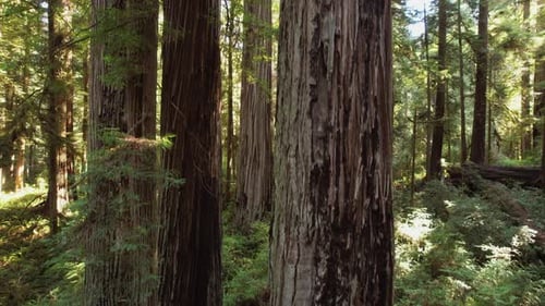 Morning Sunlight Coming Through Redwood Trees Aerial Footage