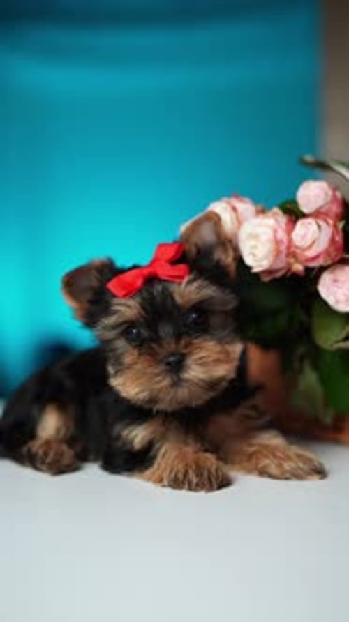 Yorkshire Terrier Puppy Sitting on a white table near a bouquet of flowers. Cute domestic pets