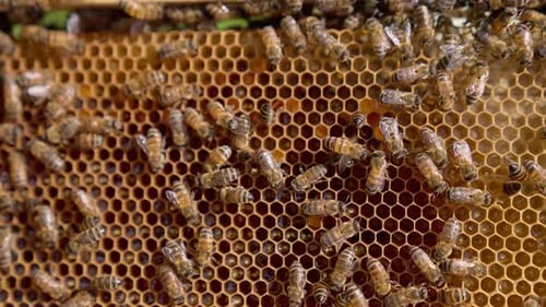 Honeycombs with the larvae in the cells and working bees o top.
