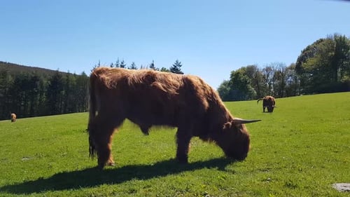 Isolated bull, cows and small breeds of calves the highlander cow Scotland. Furry highland cow in Is