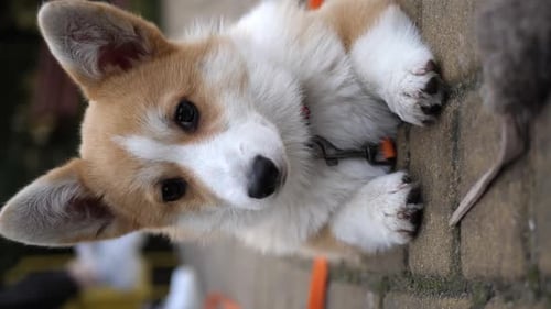 Portrait of a cute Welsh Corgi dog lying in the park.