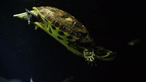 Moving slow motion shot of a yellow belly slider turtles (Trachemys scripta troostii). He is diving