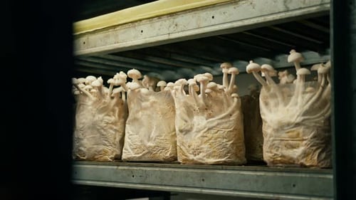Anbau von Shimiji-Pilzen Öko-Lebensmittel Biofarm Vegetarisches Essen Speisepilze wachsen in Beuteln
