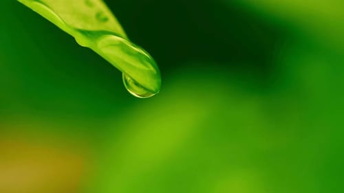 Water Drop Falling