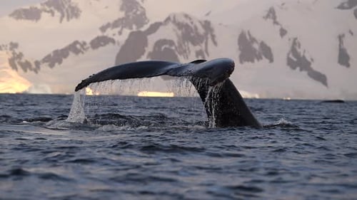 Whale Tail Above the Water in Antarctica Landscape