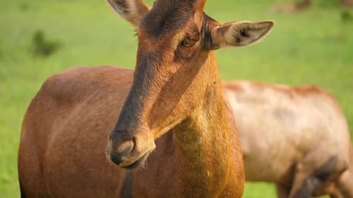 Close up of an attentive Red Hartebeest. Slowly tracking right, shallow focus