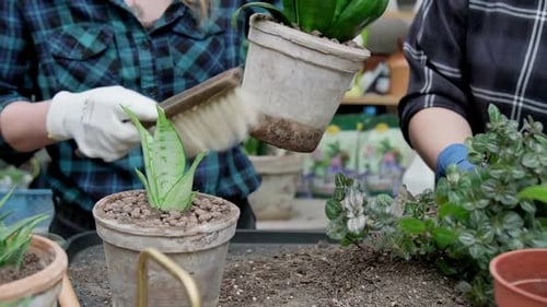 Woman Planting Sansevieria in Pot Female Caring for House Plant Home Gardening