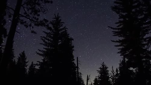 Time-lapse nocturne se déplaçant de gauche à droite, montrant un fond étoilé avec de grands arbres en silhouette