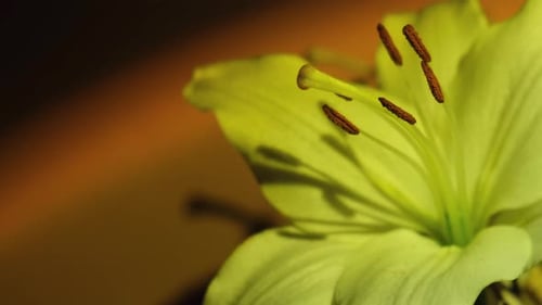 Bright Floral Close-Up Revealing Delicate Details