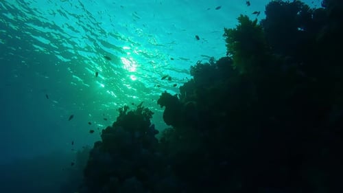 Bottom view, Silhouette of coral reef and tropical fish in contre-jour at sunrise