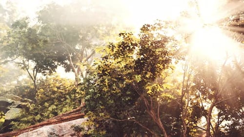 The Sun Shines Through the Trees in the Forest