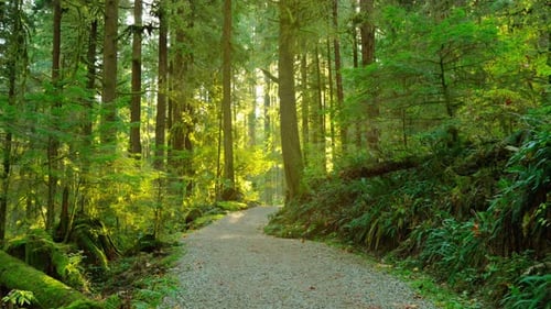 Moving Through the Lush Green Forest Along the Path Stunning Canadian Nature