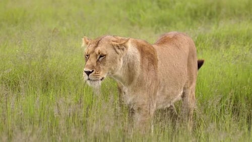 Löwen wandern im Savannengras in Afrika im Serengeti-Nationalpark in Tansania, Löwin und Löwen i