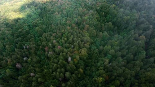 aerial shot of trees in the forest with small cloud
