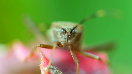 Squash Bug Insect Sitting on Blade of Green Grass