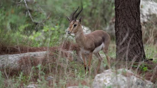 Gacela de montaña (Gazella gazella)