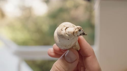 Deux champignons fusionnés, des champignons, un homme les examine de près.