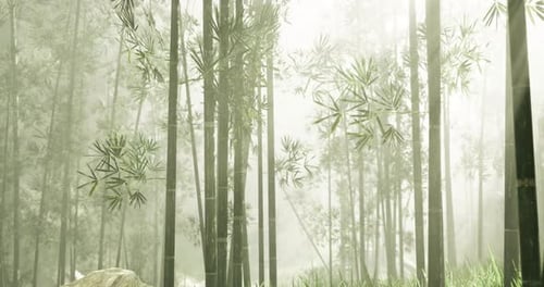 Misty Bamboo Forest with Dense Greenery and Soft Light During Early Morning