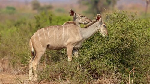 Kudu-Antilopen füttern, Krüger-Nationalpark